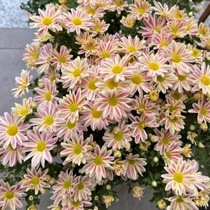 油墨画 小雏菊140#盆云南基地直发盆栽适合庭院阳台