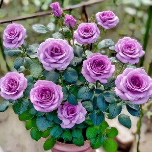冥王星紫霞仙子月季玫瑰花带盆栽带花苞发货阳台庭院室外四季易活