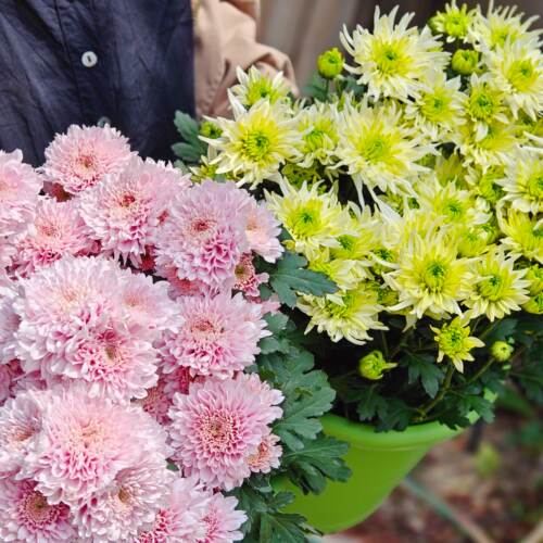 抹茶星冰乐+卡林巴小雏菊140#盆云南基地直发盆栽适合庭院阳台