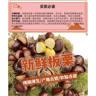 2026年新鲜板栗农家现摘生栗子正宗油栗毛栗子现货精选好果包邮