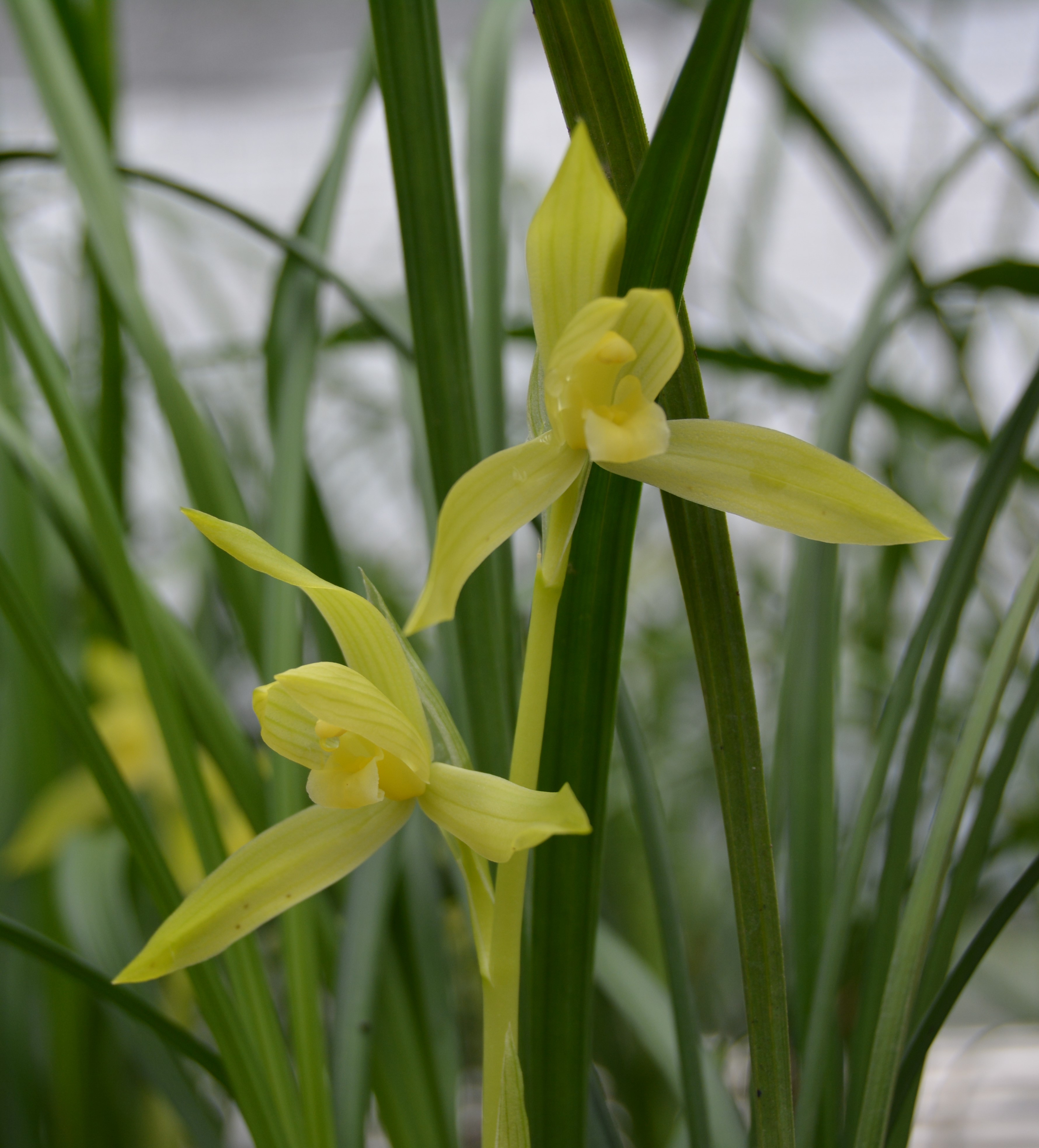 春剑兰花西蜀道光6苗一组都带花苞