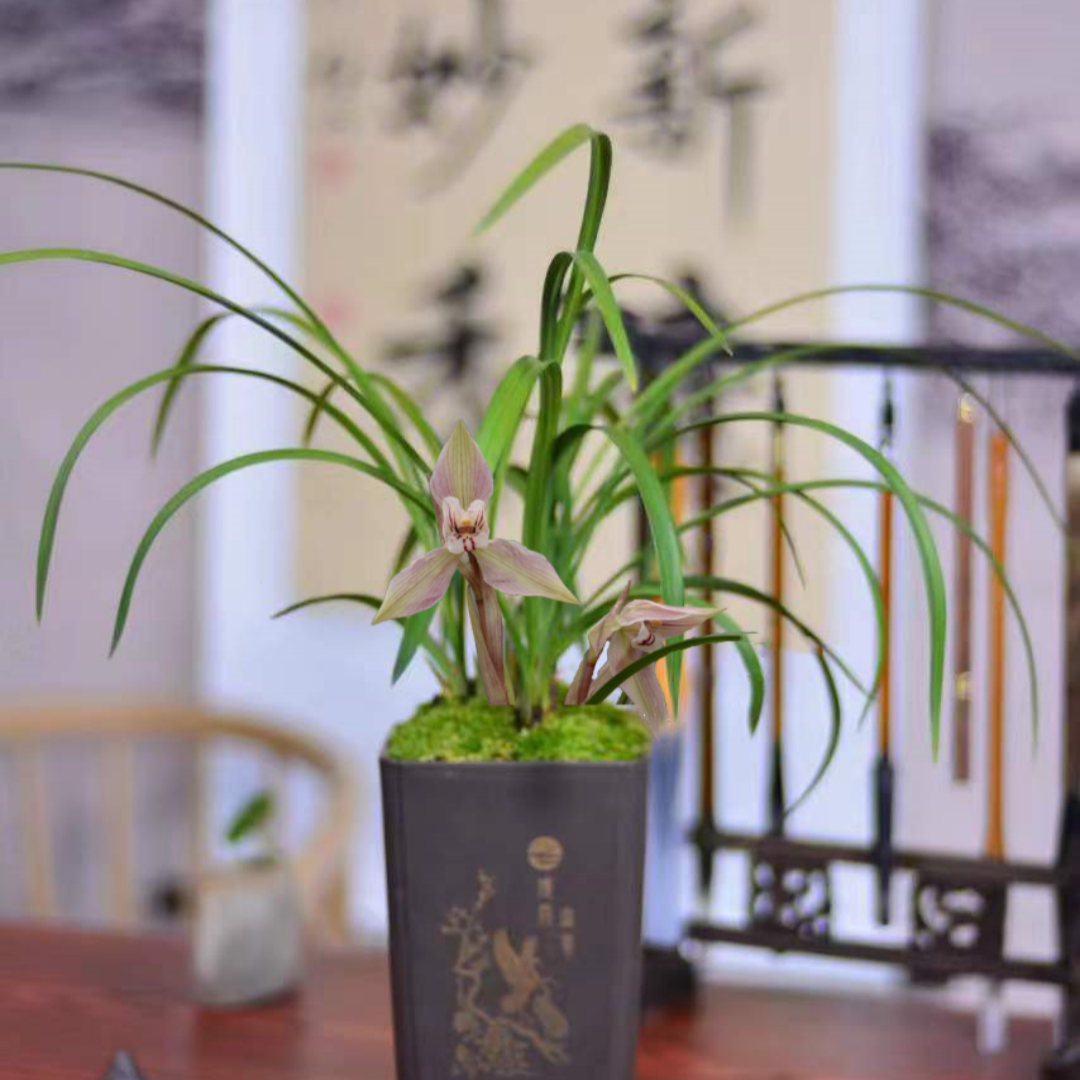 春兰余江婵四川兰花精品兰草办公桌室内庭院绿植盆栽礼品花卉带花