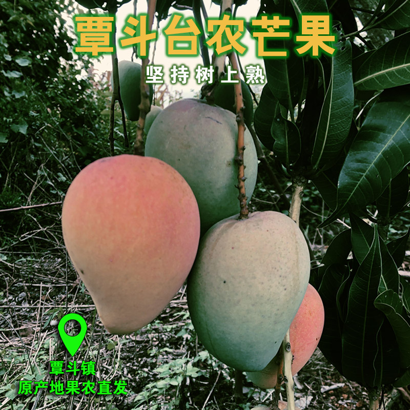 覃斗台农芒果 新鲜10斤树上熟现摘应季热带水果 雷州特产整箱包邮