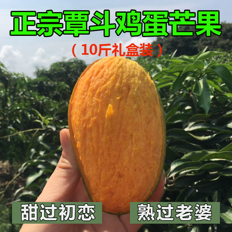 正宗覃斗鸡蛋芒果 雷州应季水果新鲜10斤礼装树上熟现摘发EMS空运