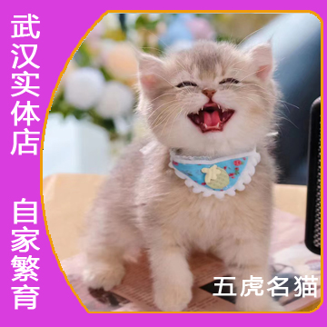 【五虎名猫】曼基康幼猫各种矮脚猫银渐层乳白三花纯白宠物英短