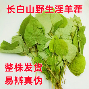东北长白山野生淫羊藿三支九叶草洋合叶洋藿叶小叶仙灵脾泡酒泡茶