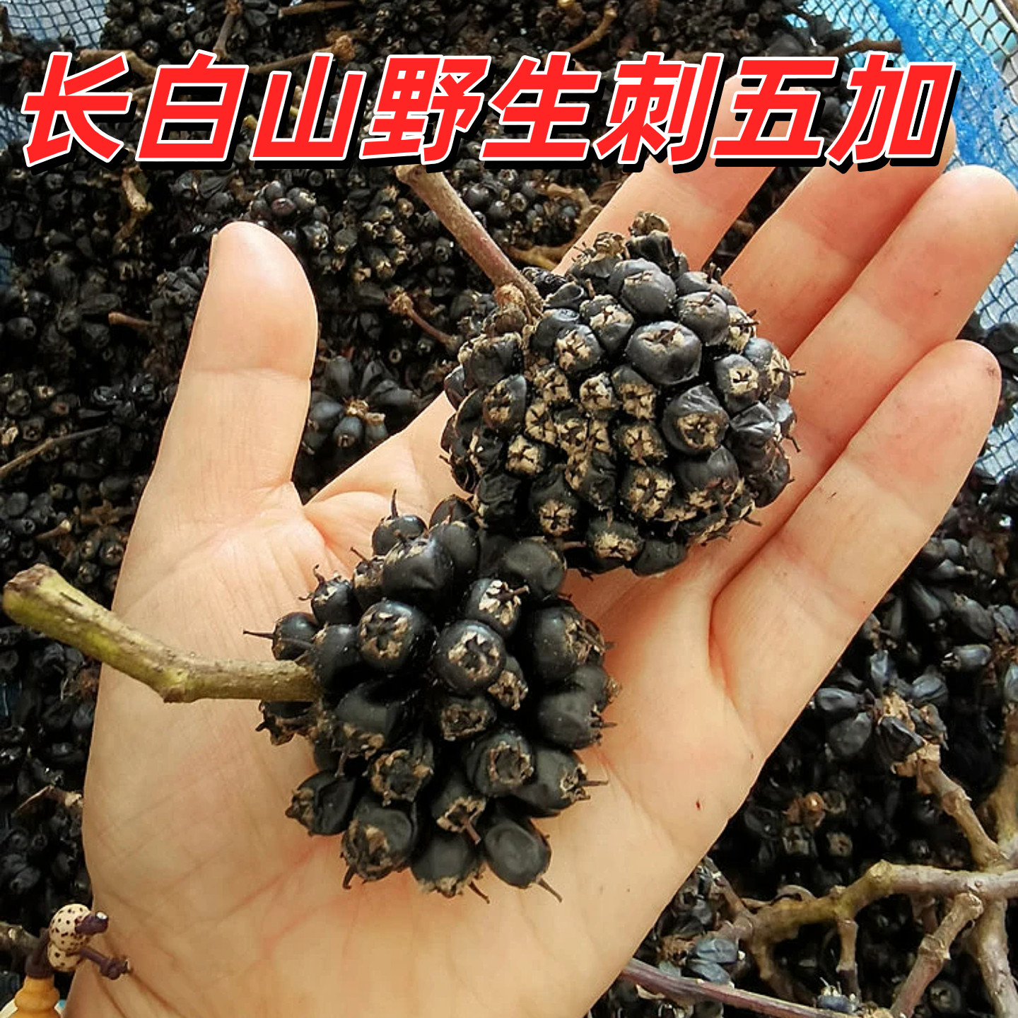长白山野生刺五加籽泡茶泡酒刺五加果干果茶刺五加子成熟果晒干