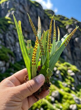 肾精茶长白山野生精选老叶中药村