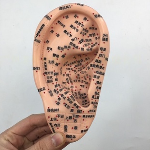 抖音中医教学针灸穴位人体模型男女经络小铜人推拿手耳朵头足脚模