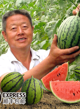 庞各庄西瓜头茬小吊西瓜】大兴庞各庄老王西瓜水果自然成熟