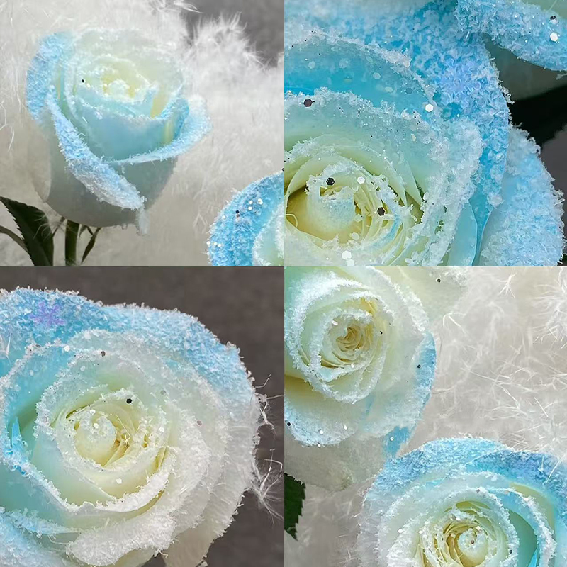 天使蓝冰晶玫瑰鲜花束装饰
