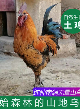土鸡农家散养农村走地鸡无量山乌骨鸡老母鸡月子鸡活鸡云南山地鸡