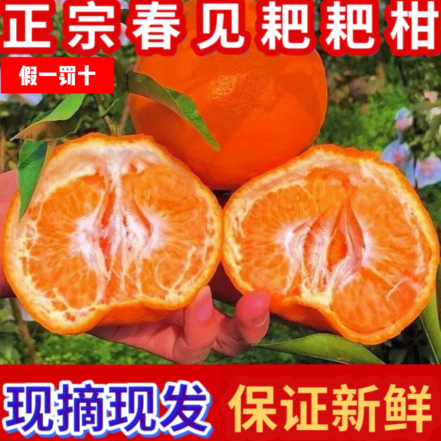 四川春见耙耙柑 现摘现发 香甜爆汁 保证新鲜 自然成熟 特级大果