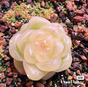 财富888第一批单双头158