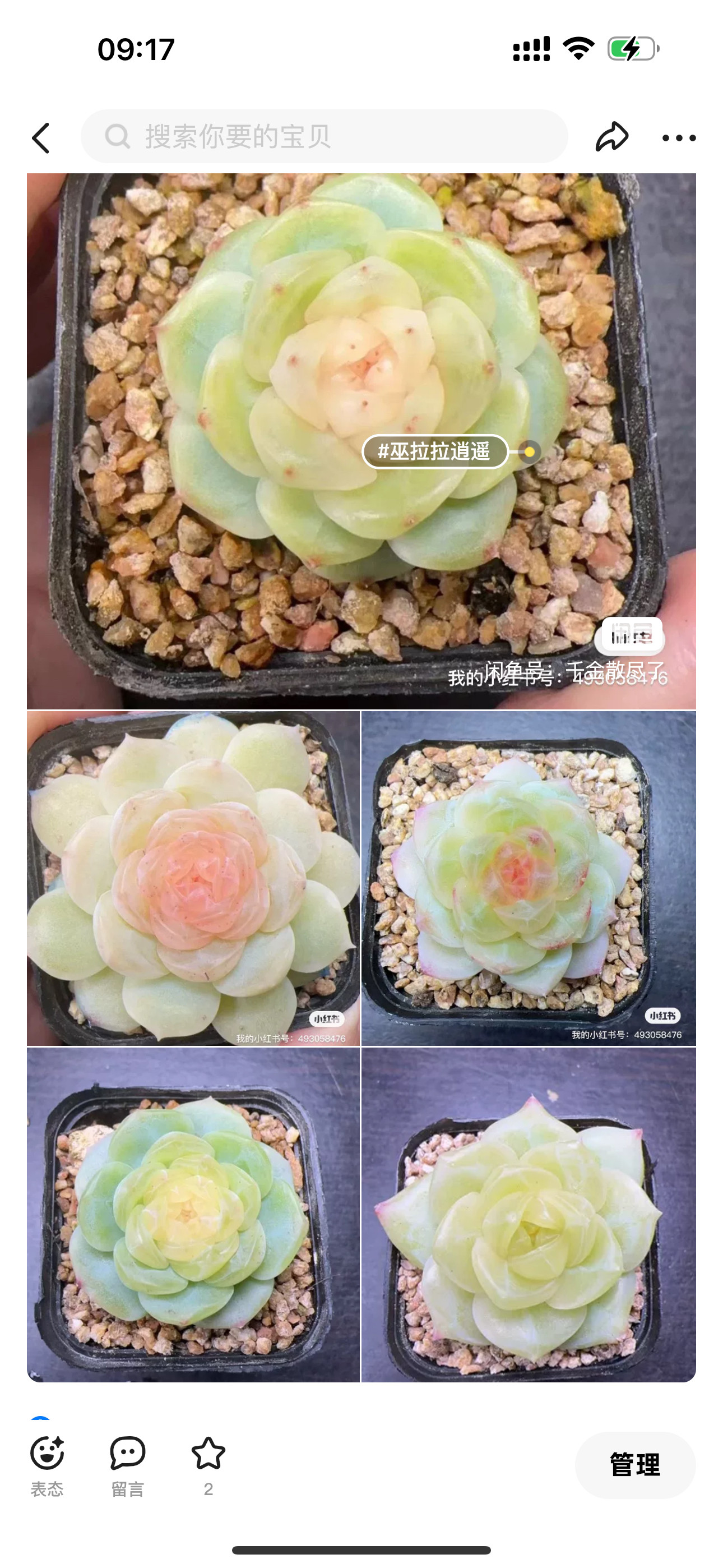 巫拉拉白昼、玉镜、逍遥、小叶碧波、云腾灯38