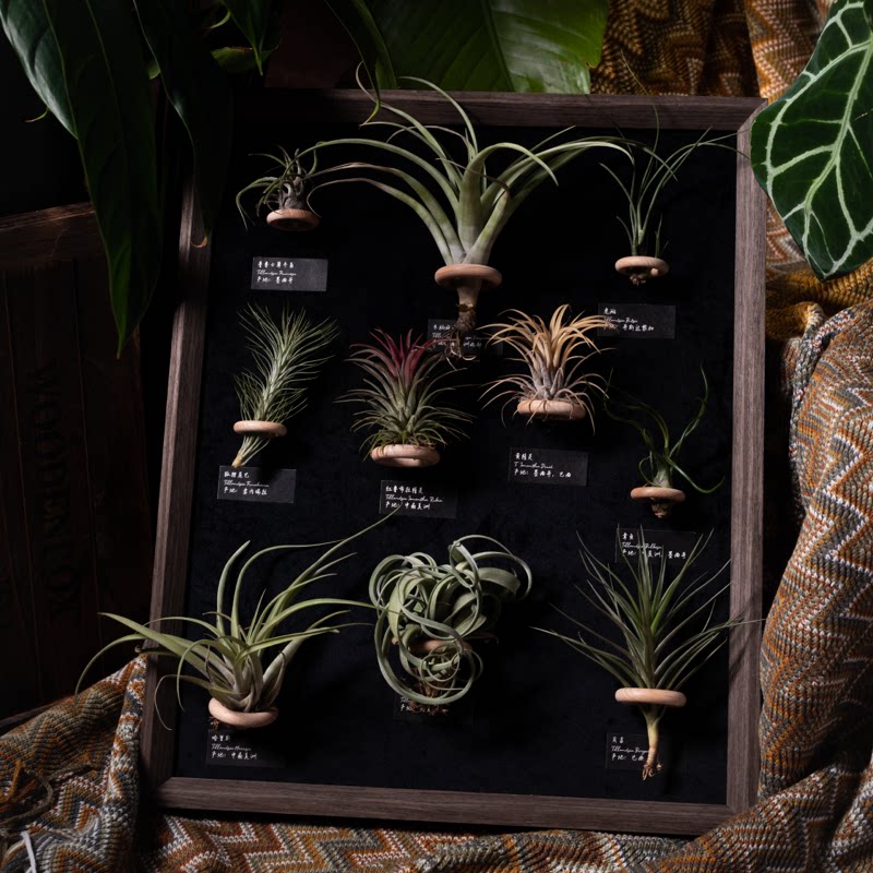 生野造物20寸空气凤梨大相框装饰礼品摆件软装装饰挂画礼物