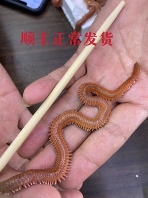 全国顺丰包邮 活沙蚕 红虫青虫 海蜈蚣海蚂蝗 海钓鱼饵路亚饵包活