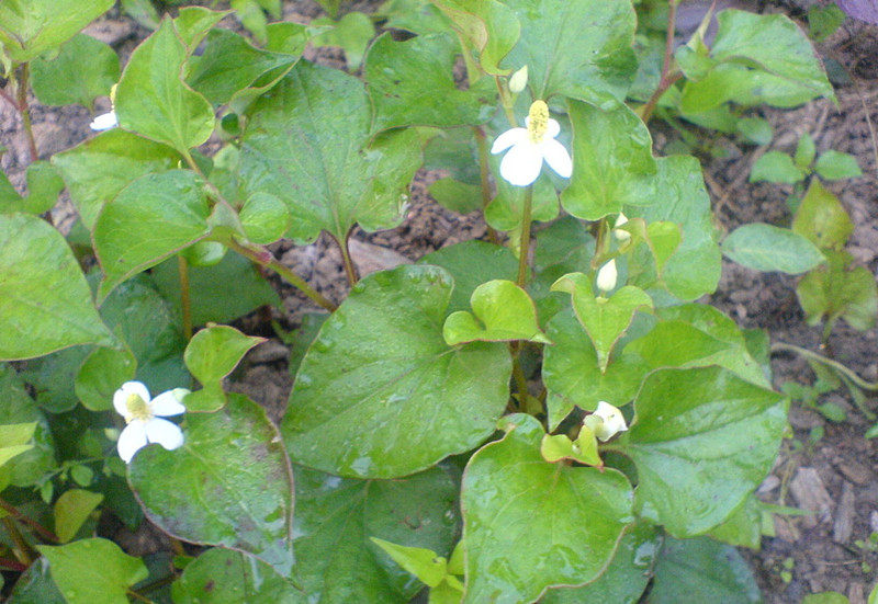 鱼腥草 鱼腥草苗 鱼腥草盆景 鱼腥草盆栽 绿植盆栽
