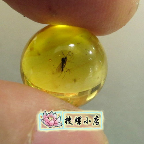 11.5毫米天然波罗的海虫珀珠/包快递