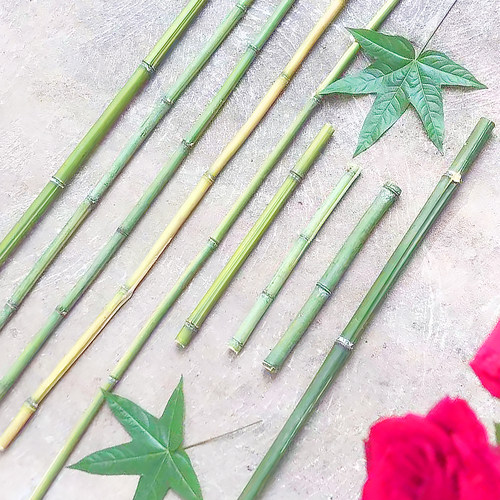 新鲜细竹子园林花艺支架绿色天然