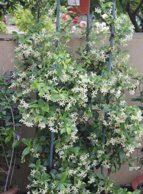 【吞吞的花园 】风车茉莉白色 耐热耐寒容易植物六颗包邮庭院花卉