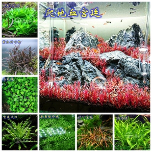 爬地血宫廷汤匙萍叉柱花针叶柳鹿角矮珍珠小水兰前景皇冠喷泉太阳