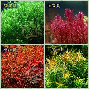 绿宫廷/血红宫廷/小红梅/十字牛顿/新手速生水草/水下叶/草缸造景