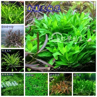 叉柱花针叶皇冠水兰迷你椒草坪草皮水草植物鱼缸造景前景草水下叶