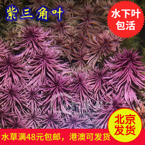 紫三角叶水草/水草造景/紫色水草/后景草/水草活体/水中叶/真水草