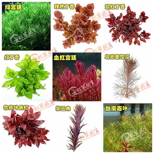 红绿宫廷丁香百叶叶底红后景水草植物鱼缸造景荷兰景古法缸水下叶