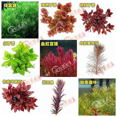 宫廷丁香百叶新手后景水草水下叶