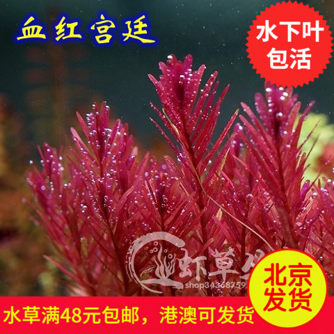 血红宫廷水草/水草造景/最常用后景草/水草活体/水中叶/红色水草