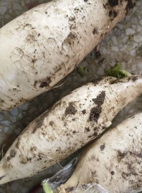 晚熟白萝卜湖南农家自种新鲜蔬菜露天绿色无公害无除草剂孕妇宝宝