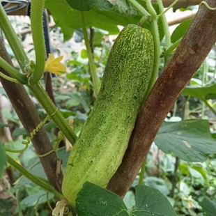 湖南农家本地黄瓜露天无农药无化肥无除草剂现摘