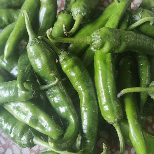 湖南本地香辣土辣椒新鲜无农药残留无化肥无除草剂现摘