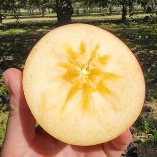 抱朴园冰糖心红富士苹果应季时令新鲜水果产地直发脆甜多汁