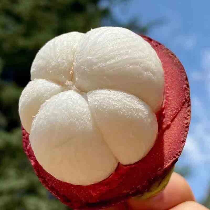 泰国进口山竹当季时令新鲜热带孕妇酸甜水果新鲜麻竹包邮