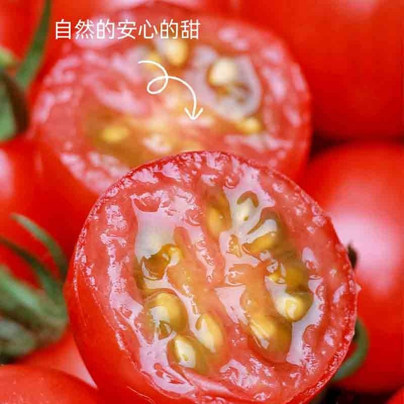 抱朴园千禧小番茄西红柿应季时令新鲜原生态水果产地现摘直发,水产肉类/新鲜蔬果/熟食,番茄,淘宝优惠券,粉丝福利购,淘宝优惠卷