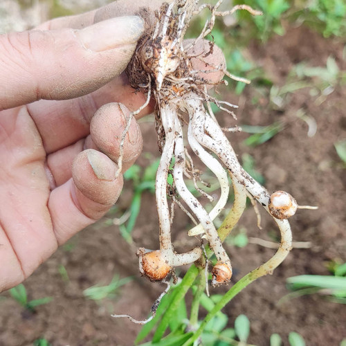 湖南半相庭新奇野花 药用观花植物 半夏种球