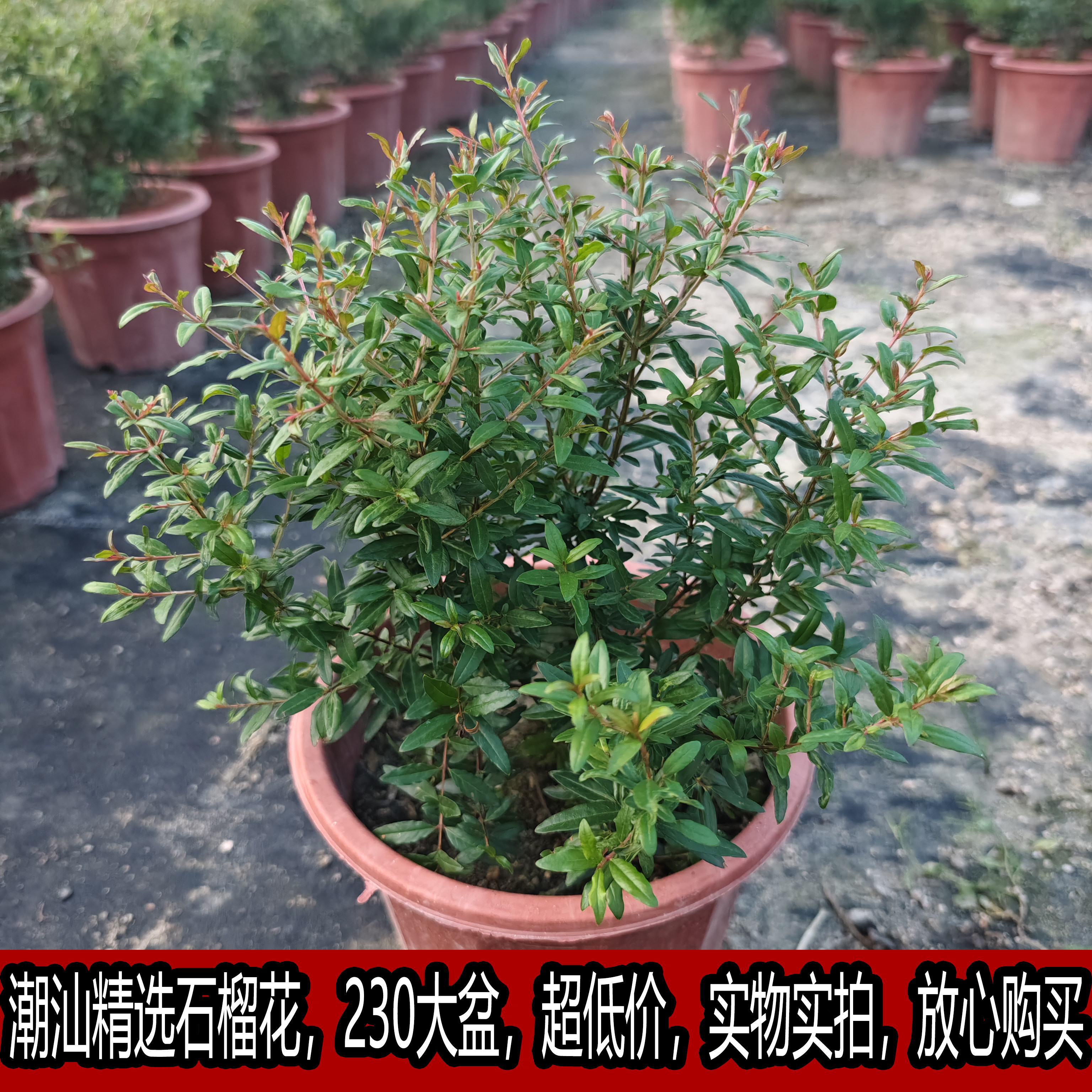 潮汕石榴花盆栽盆景室内外绿植仙草抹草小叶石榴喜庆好事花草易养