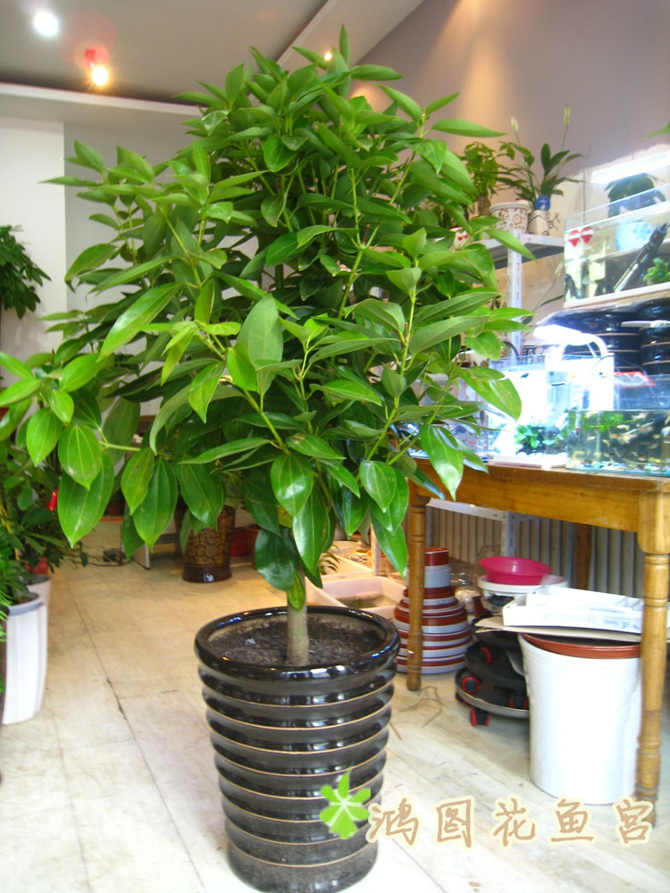 平安树办公室客厅大型绿植盆栽高档花卉净化空气植物好养观叶