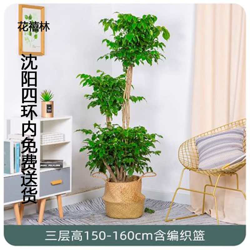 步步高幸福树盆栽沈阳客厅绿植室内办公室绿宝大型植物吸甲醛净化