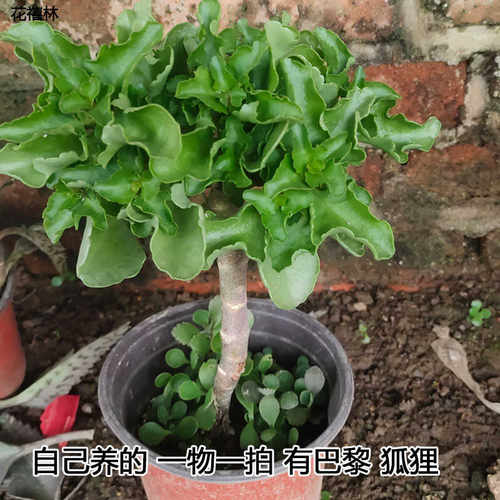 花禧林落地生根不死鸟嫁接长寿花巴黎 狐狸宝石长寿花