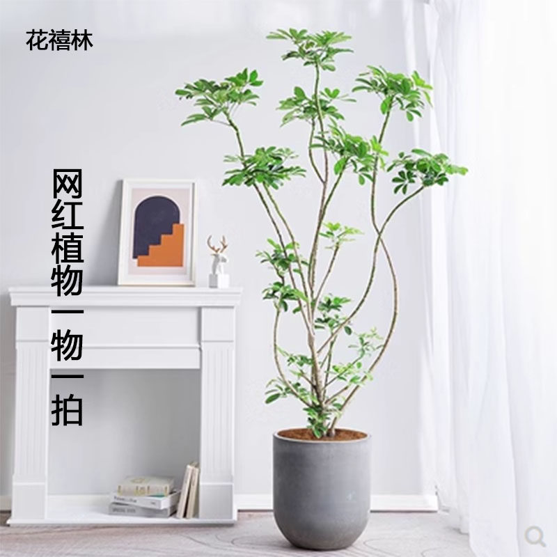 造型鸭脚木摇钱树网红植物花卉沈阳绿植花卉同城送货上门花禧林
