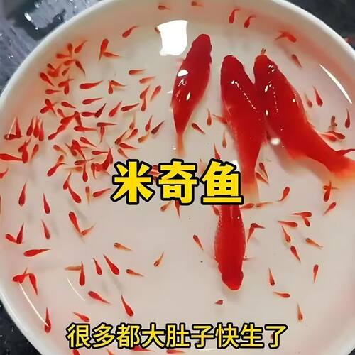 爆款米奇小型皮球胎生小鱼热带观赏鱼热带鱼玛丽孔雀鱼耐活月光