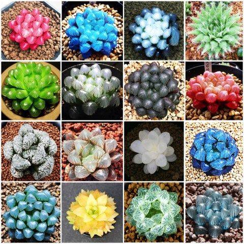 玉露种子价格 玉露种子图片 星期三