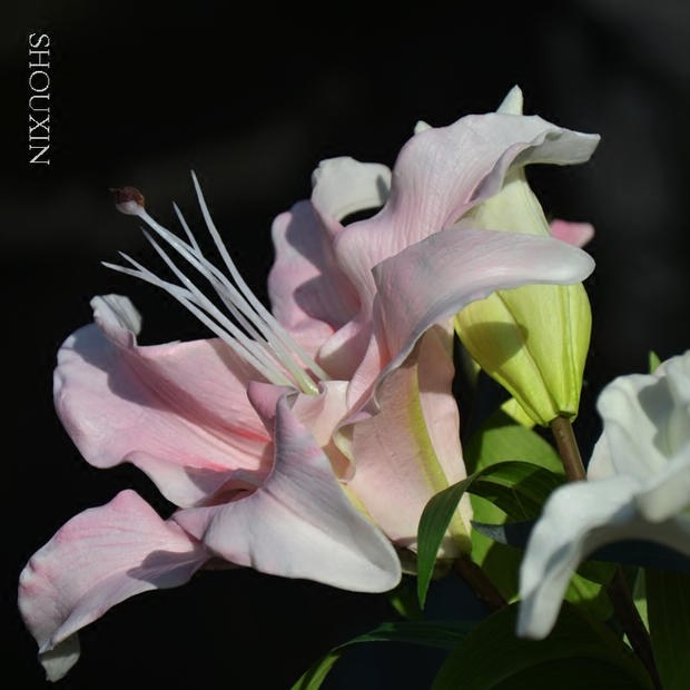 pu彷真高档手感香水百合花假花花束彷真花彷生花客厅高级轻奢重瓣