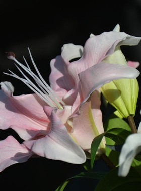 pu彷真高档手感香水百合花假花花束彷真花彷生花客厅高级轻奢重瓣
