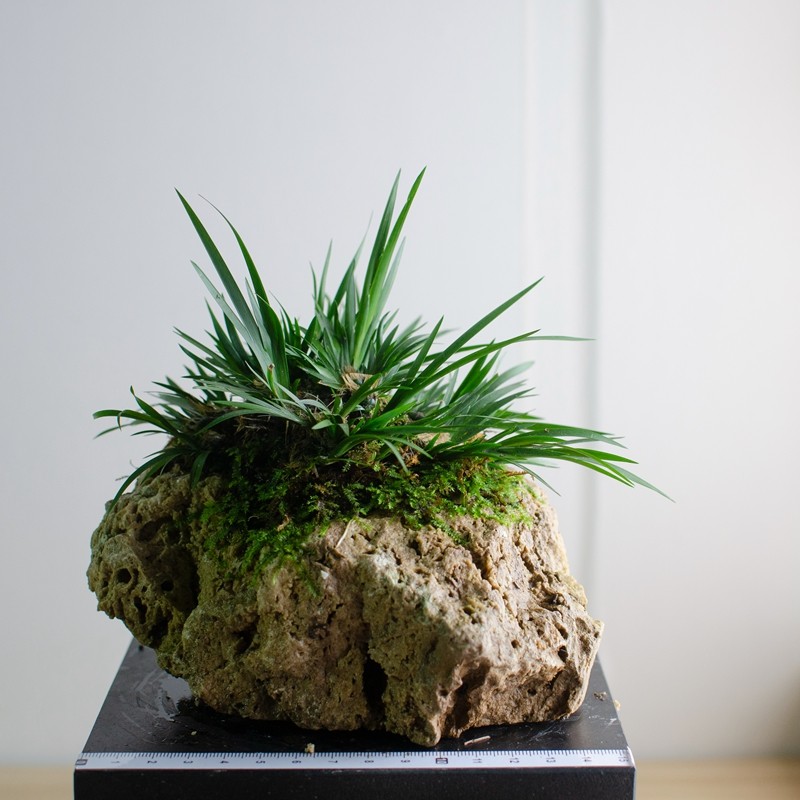 原生石头上的虎须菖蒲 附石菖蒲 一物一拍虎须菖蒲水盆景龟缸摆件