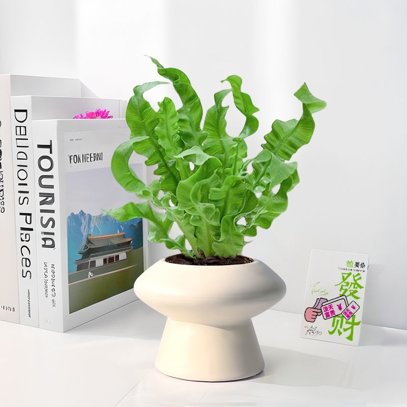 水培植物鸟巢蕨室内盆栽办
